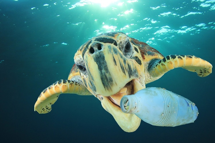 End Plastic Pollution Now!